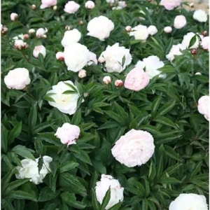 Double Pink White Peony Bulb - 1 Root 2-3 Eyes - Bareroot Peony Plant