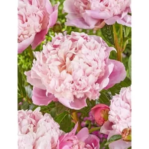 Double Pink White Peony Bulb - 1 Root 2-3 Eyes - Bareroot Peony Plant