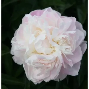 Double Pink White Peony Bulb - 1 Root 2-3 Eyes - Bareroot Peony Plant