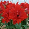 Double Red Amaryllis Bulb - Large Red Blooming Amaryllis Flowers