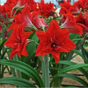 Double Red Amaryllis Bulb - Large Red Blooming Amaryllis Flowers