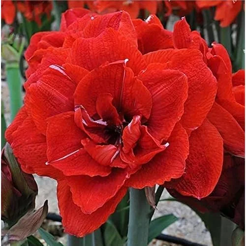 Double Red Amaryllis Bulb - Large Red Blooming Amaryllis Flowers