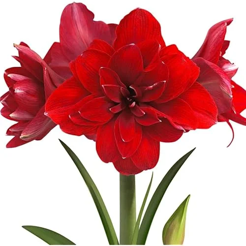 Double Red Amaryllis Bulb - Large Red Blooming Amaryllis Flowers