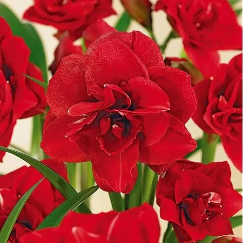 Double Red Amaryllis Bulb - Large Red Blooming Amaryllis Flowers