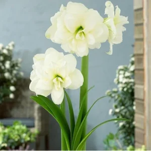 Double White Amaryllis Bulb - 30-36 Cm - White Blooming Large Fragrant Flowers