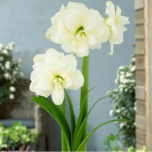 Double White Amaryllis Bulb - 30-36 Cm - White Blooming Large Fragrant Flowers