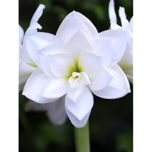 Double White Amaryllis Bulb - 30-36 Cm - White Blooming Large Fragrant Flowers