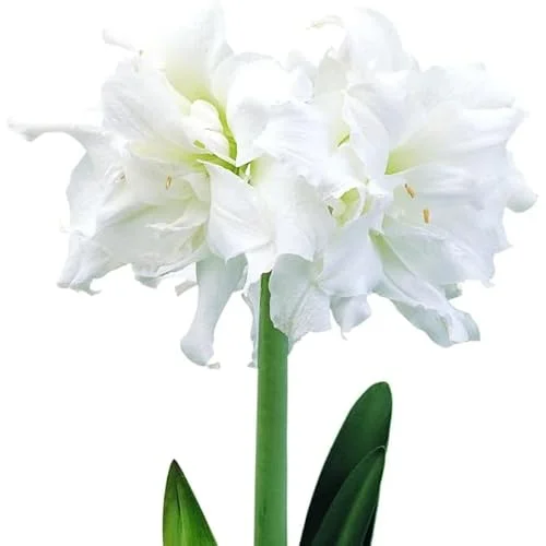 Double White Amaryllis Bulb - 30-36 Cm - White Blooming Large Fragrant Flowers
