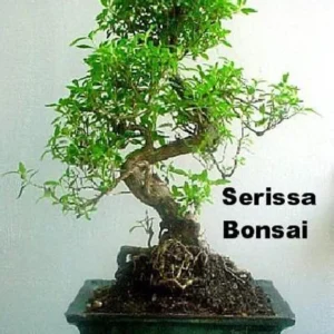 Double White Serissa Tree – 2.5