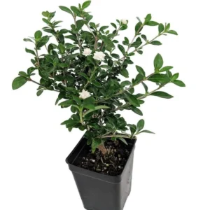 Double White Serissa Tree – 2.5