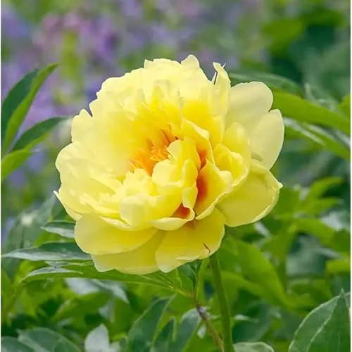 Double Yellow Peony Bulb - Large Root 2-3 Eyes - Bareroot Perennial