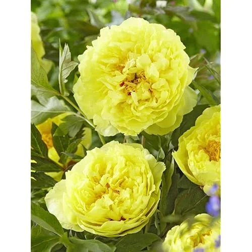 Double Yellow Peony Bulb - Large Root 2-3 Eyes - Bareroot Perennial