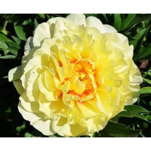 Double Yellow Peony Bulb - Large Root 2-3 Eyes - Bareroot Perennial