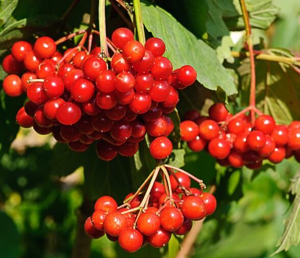 Tea Viburnum - Deciduous Shrub - Starter Plant 8-12 Inch Dormant - Image 2