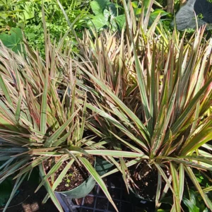 Dracaena Bicolor Cane - 6in Pot - Vibrant Indoor Corn Plant