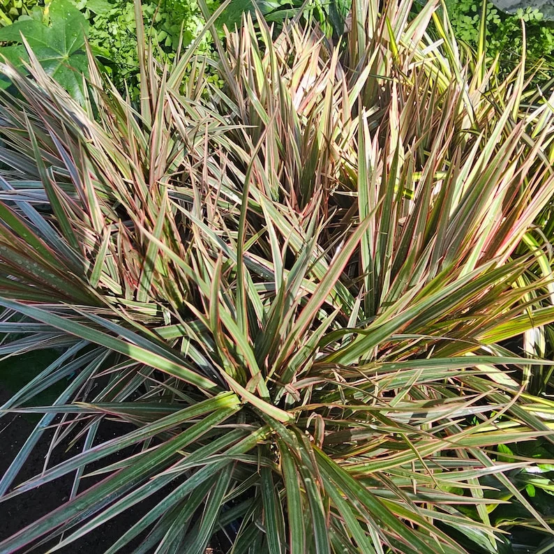 Dracaena Bicolor Cane - 6in Pot - Vibrant Indoor Corn Plant