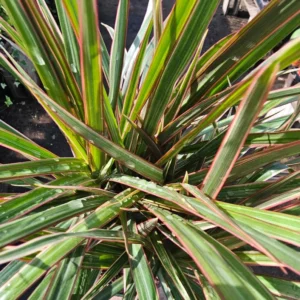Dracaena Bicolor Cane - 6in Pot - Vibrant Indoor Corn Plant