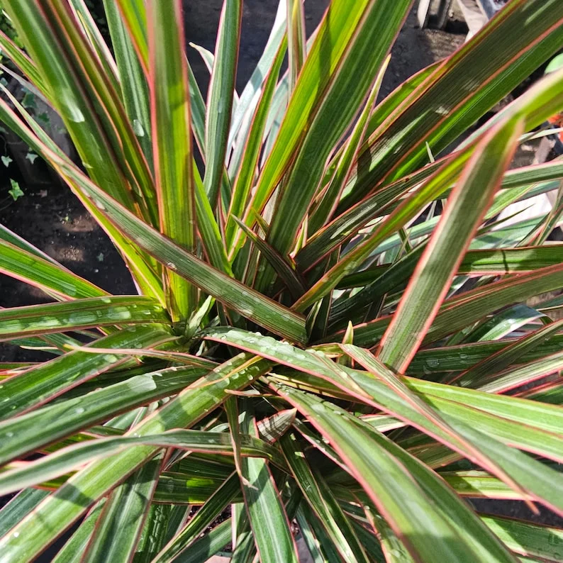 Dracaena Bicolor Cane - 6in Pot - Vibrant Indoor Corn Plant