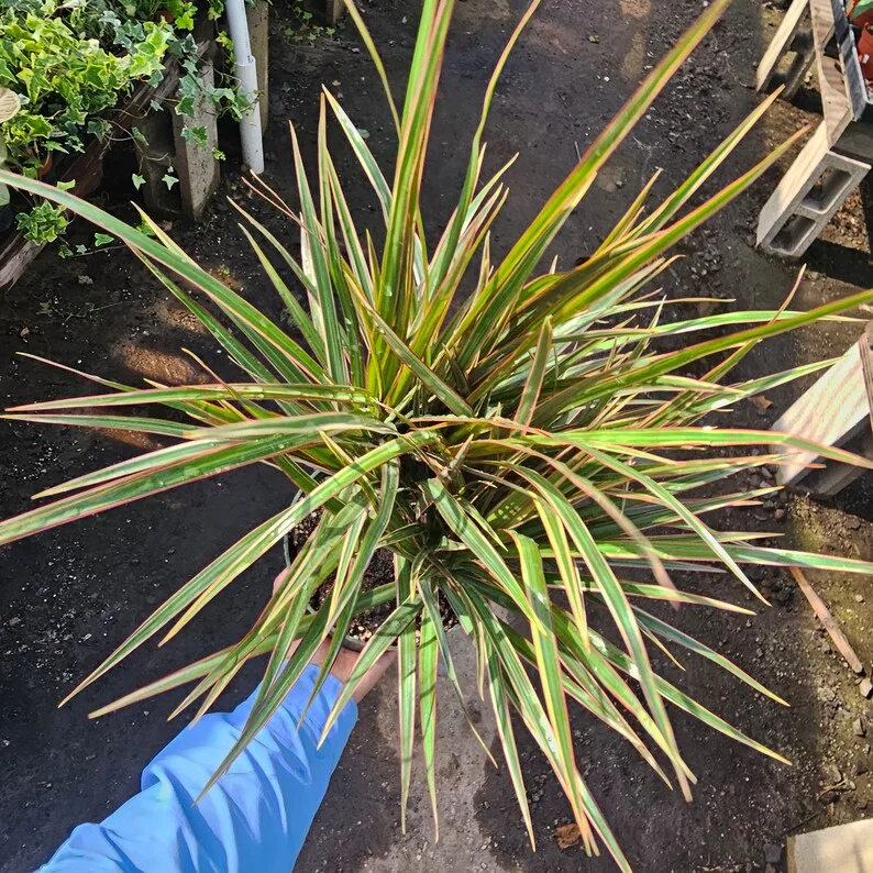 Dracaena Bicolor Cane - 6in Pot - Vibrant Indoor Corn Plant