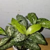 Dracaena Florida Beauty Goldust Live Plant 4 Inches Pot Japanese Bamboo