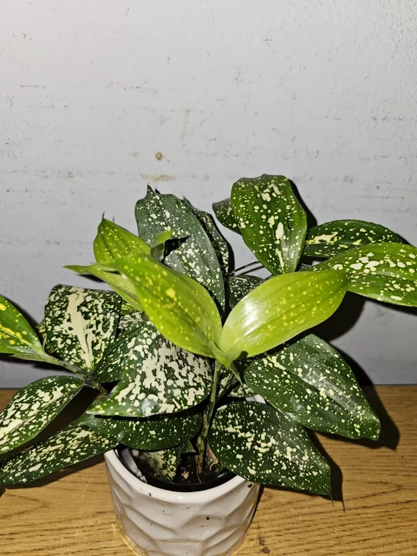 Dracaena Florida Beauty Goldust Live Plant 4 Inches Pot Japanese Bamboo