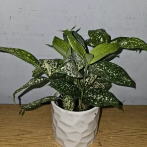 Dracaena Florida Beauty Goldust Live Plant 4 Inches Pot Japanese Bamboo