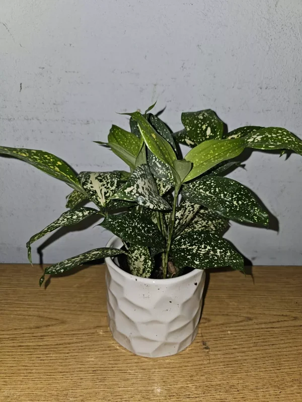 Dracaena Florida Beauty Goldust Live Plant 4 Inches Pot Japanese Bamboo