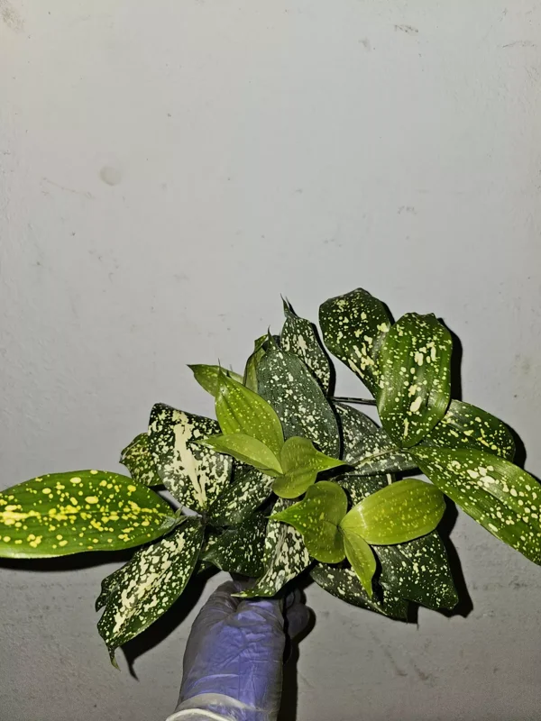 Dracaena Florida Beauty Goldust Live Plant 4 Inches Pot Japanese Bamboo