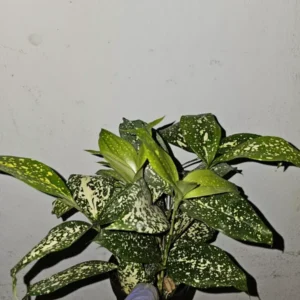 Dracaena Florida Beauty Goldust Live Plant 4 Inches Pot Japanese Bamboo