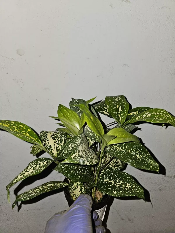 Dracaena Florida Beauty Goldust Live Plant 4 Inches Pot Japanese Bamboo