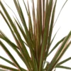 Dracaena marginata Bicolor Dragon Tree 4" Pot Indoor Houseplant Drought-Tolerant