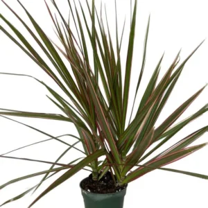 Dracaena marginata Bicolor Dragon Tree 4
