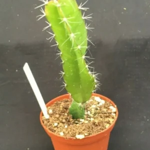 Dragon Fruit Hylocereus 'Edgar's Baby' - Rooted Plant in 3