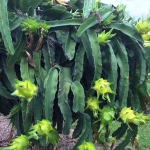 Dragon Fruit Plant - 12-14 Inch Yellow Pitaya Cactus Plant in Half Gallon Pot