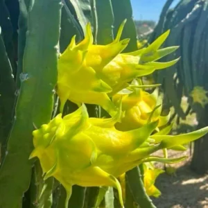 Dragon Fruit Plant - 12-14 Inch Yellow Pitaya Cactus Plant in Half Gallon Pot