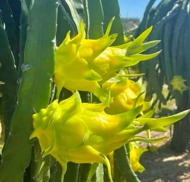 Dragon Fruit Plant - 12-14 Inch Yellow Pitaya Cactus Plant in Half Gallon Pot