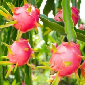 Dragon Fruit Plant 6-10 Inch Tall - White Pitaya Cactus in 4 Inch Pot