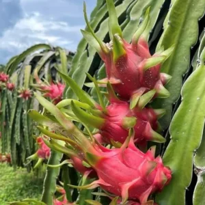 Dragon Fruit Plant 6-10 Inch Tall - White Pitaya Cactus in 4 Inch Pot