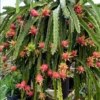 Dragon Fruit Plant 8" Pink Skin HYLOCEREUS Hybrid Edible Pitaya