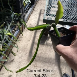 Dragon Fruit Plant 8