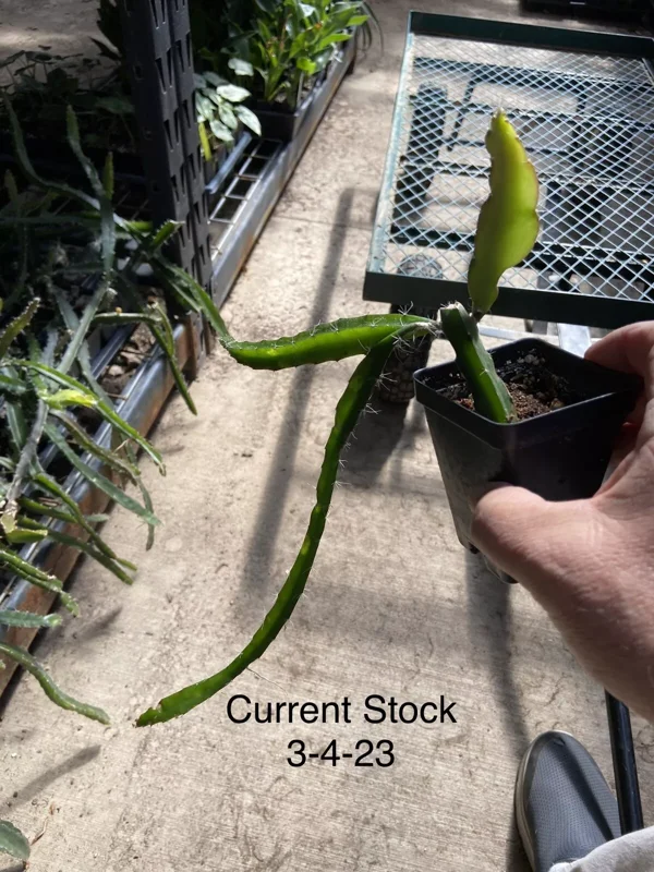 Dragon Fruit Plant 8" Pink Skin HYLOCEREUS Hybrid Edible Pitaya
