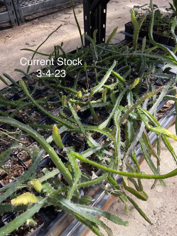 Dragon Fruit Plant 8" Pink Skin HYLOCEREUS Hybrid Edible Pitaya