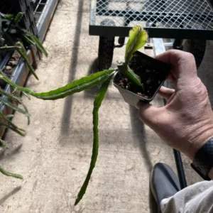 Dragon Fruit Plant 8