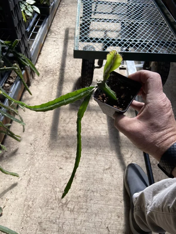 Dragon Fruit Plant 8" Pink Skin HYLOCEREUS Hybrid Edible Pitaya