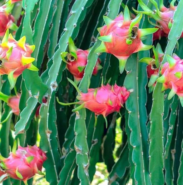 Dragon Fruit Plant Cuttings - 4 Red Yellow White Pitaya Cactus Unrooted 6-10 Inch Garden Variety