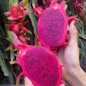 Dragon Fruit Plant Cuttings - 4 Red Yellow White Pitaya Cactus Unrooted 6-10 Inch Garden Variety