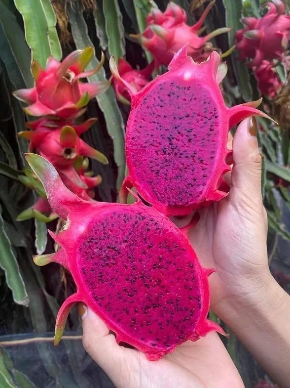Dragon Fruit Plant Cuttings - 4 Red Yellow White Pitaya Cactus Unrooted 6-10 Inch Garden Variety