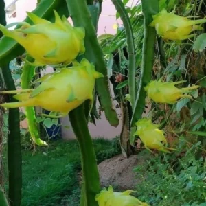 Dragon Fruit Plant Cuttings - 4 Red Yellow White Pitaya Cactus Unrooted 6-10 Inch Garden Variety