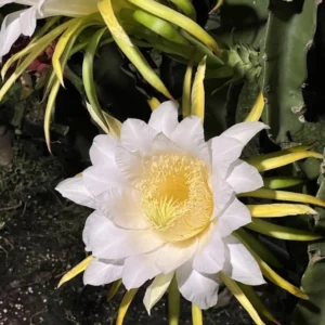 Dragon Fruit Plant Cuttings - 4 Red Yellow White Pitaya Cactus Unrooted 6-10 Inch Garden Variety