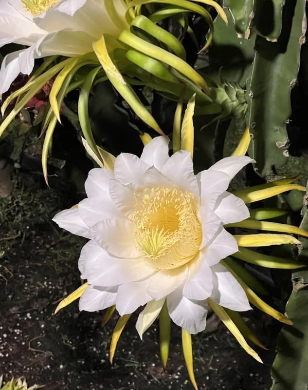 Dragon Fruit Plant Cuttings - 4 Red Yellow White Pitaya Cactus Unrooted 6-10 Inch Garden Variety